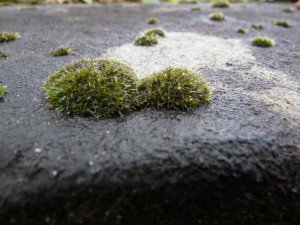 mosses on a tombstone