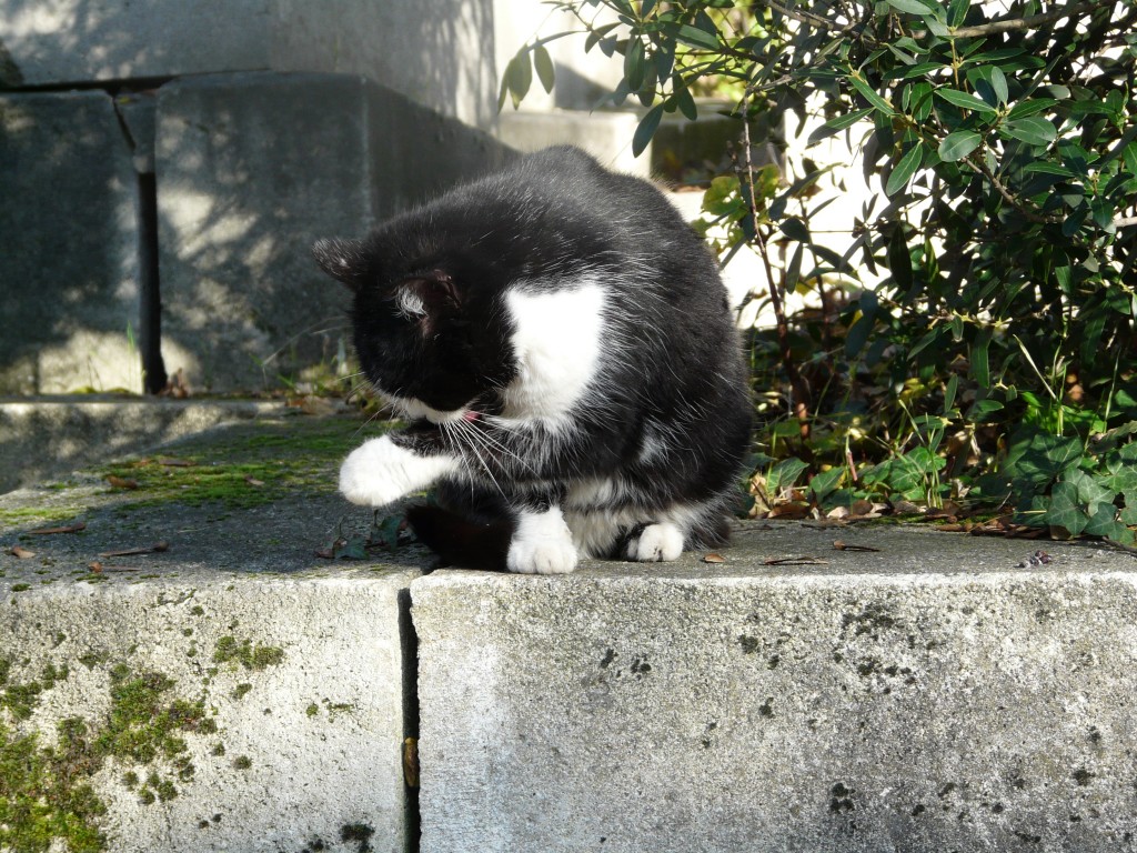 Living at the Pere Lachaise Cemetery