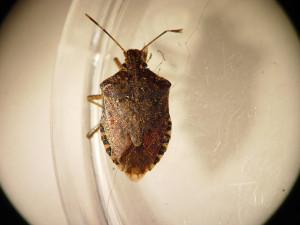 brown marmorated stink bug overall medium